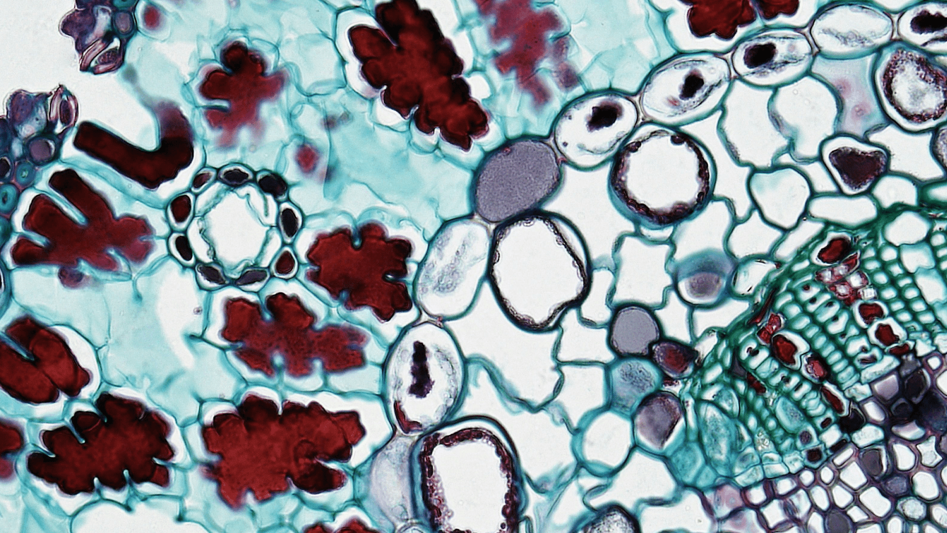 What is a biomarker? Types, Characteristics and examples